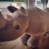さいの整骨院にいる「サイ」のこと